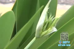 TV Content Image
